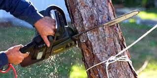 Reliable Whitesboro, AL  Tree Services Solutions